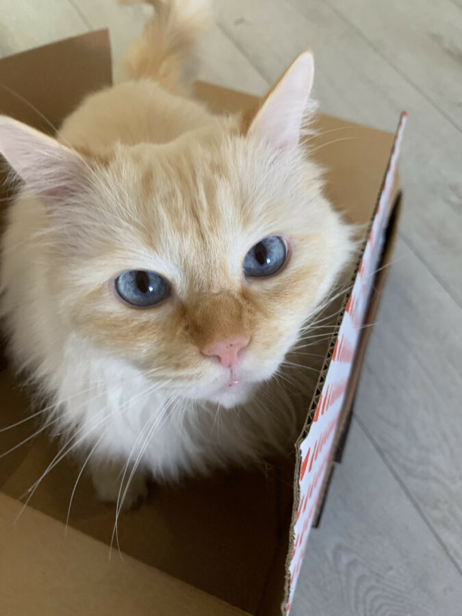 Mijn leven in foto’s #136 - Link in dozen