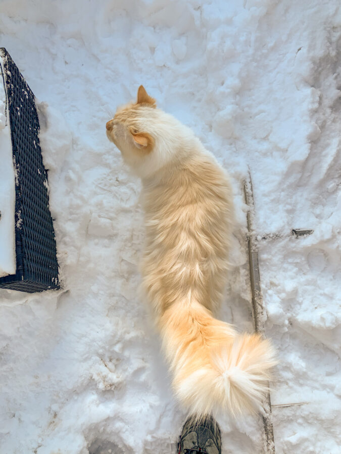 Mijn leven in foto’s #136 - Linkie in de sneeuw
