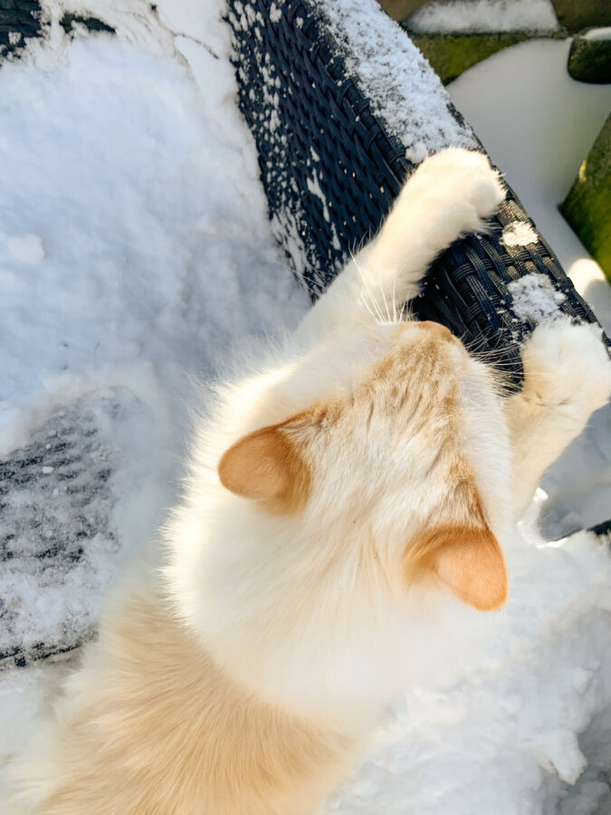Mijn leven in foto’s #136 - Linkie in de sneeuw