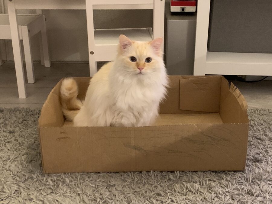 Mijn leven in foto’s #136 - Link in dozen