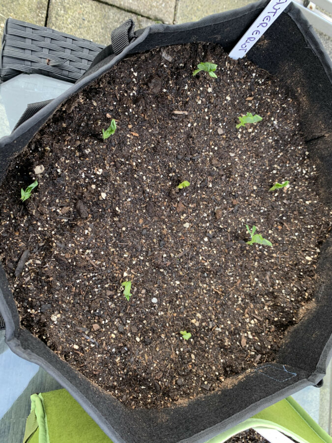 Mijn leven in foto’s #131 - Wintererwt