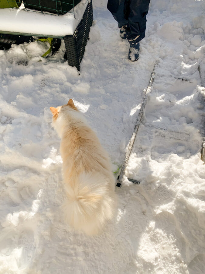 Mijn leven in foto’s #136 - Linkie in de sneeuw