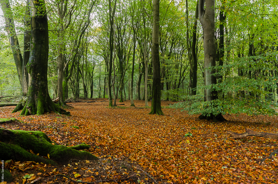Speulderbos
