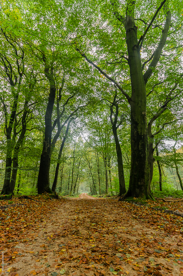 Speulderbos