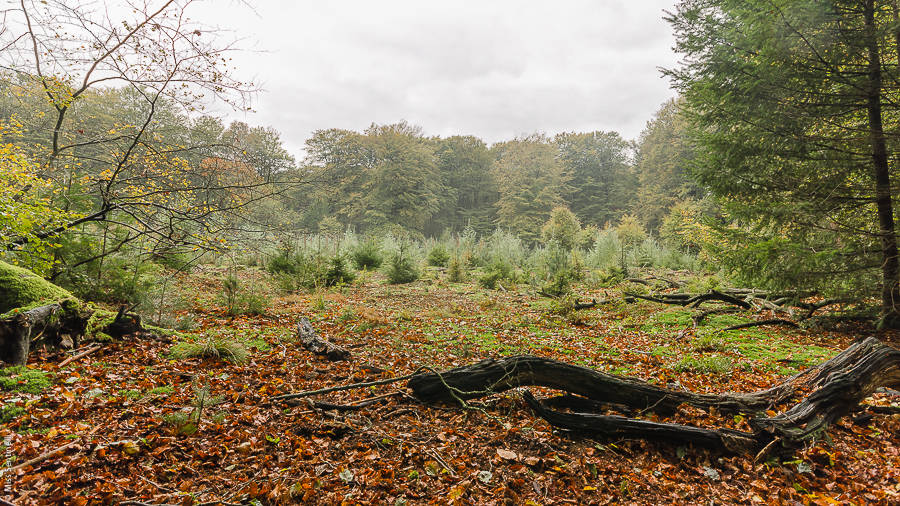 Speulderbos