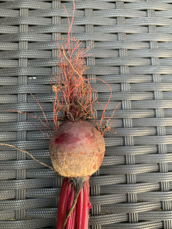 Mijn leven in foto’s #129 - Bietjes