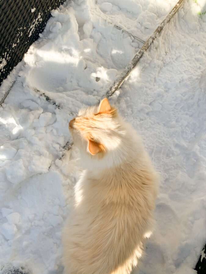 Mijn leven in foto’s #136 - Linkie in de sneeuw
