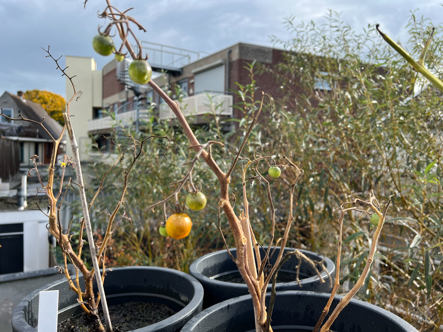 Moestuin update Oktober 2022 - Nieuwe paprika's?