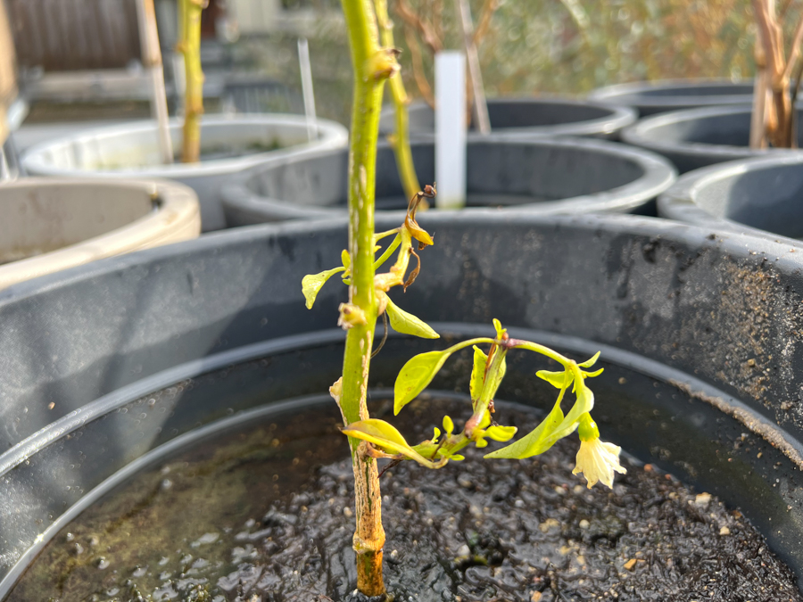 Moestuin update Oktober 2022 - Nieuwe paprika's?