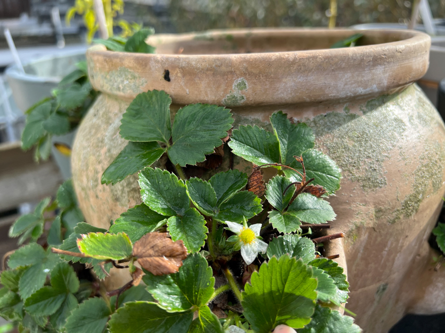 Moestuin update Oktober 2022 - Nieuwe paprika's?