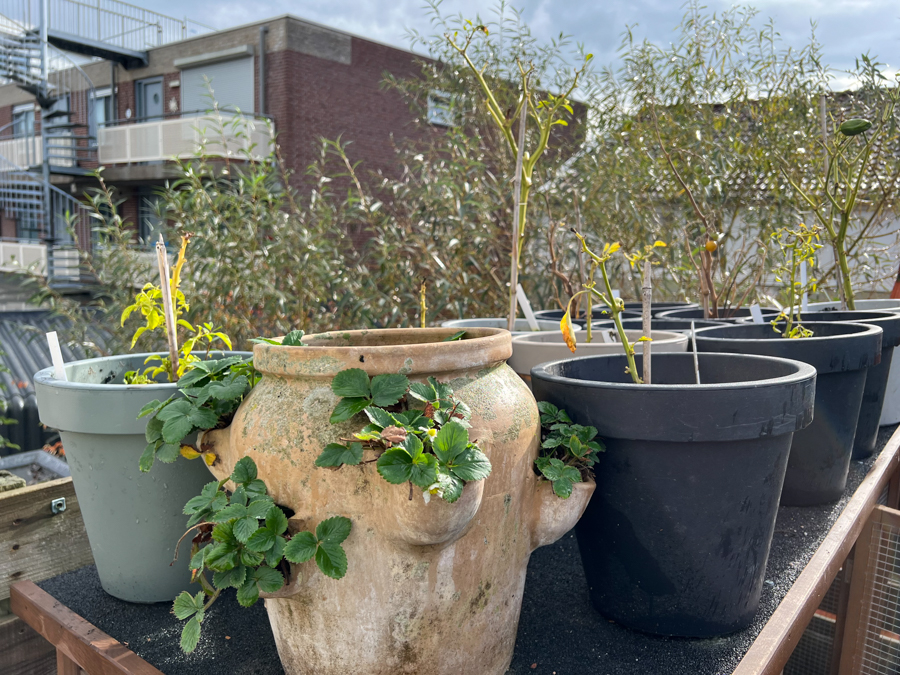 Moestuin update Oktober 2022 - Nieuwe paprika's?