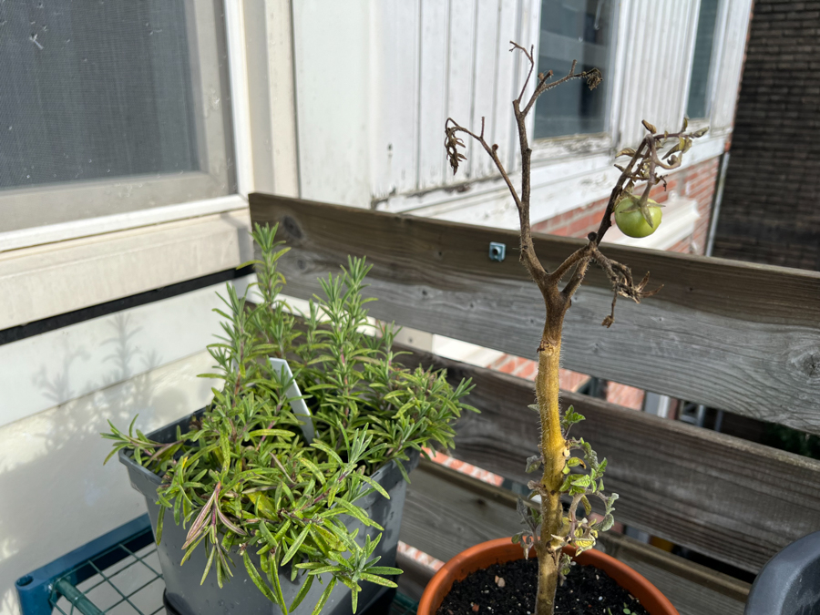 Moestuin update Oktober 2022 - Nieuwe paprika's?