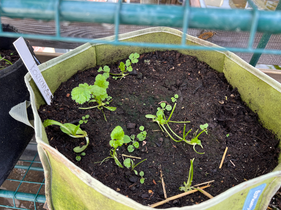 Moestuin update Oktober 2022 - Nieuwe paprika's?