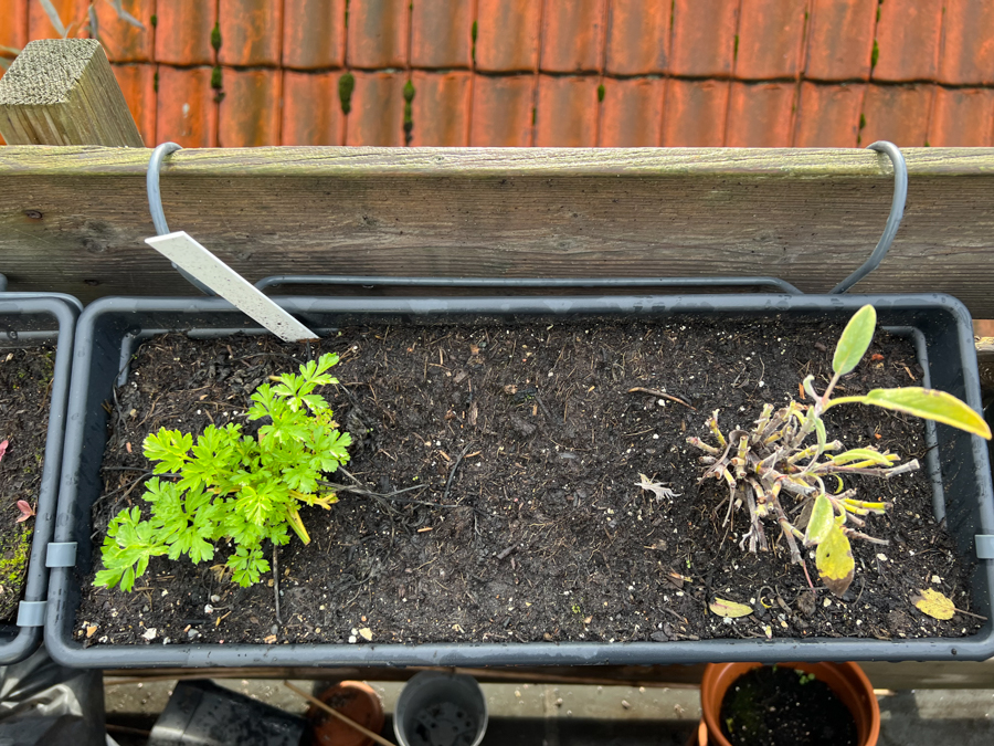 Moestuin update Oktober 2022 - Nieuwe paprika's?