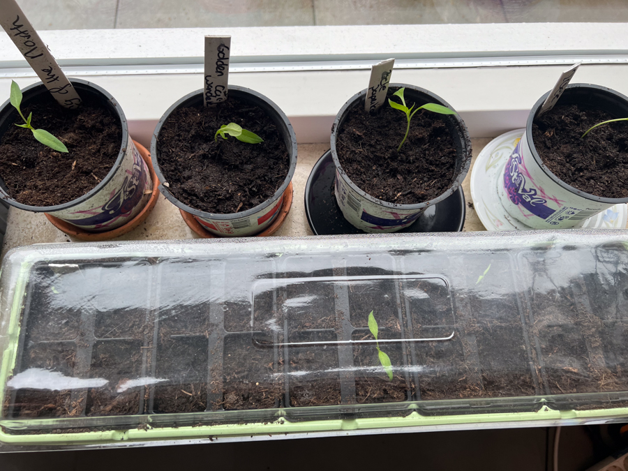 Nieuwe zaden zaaien en zaailingen verpotten