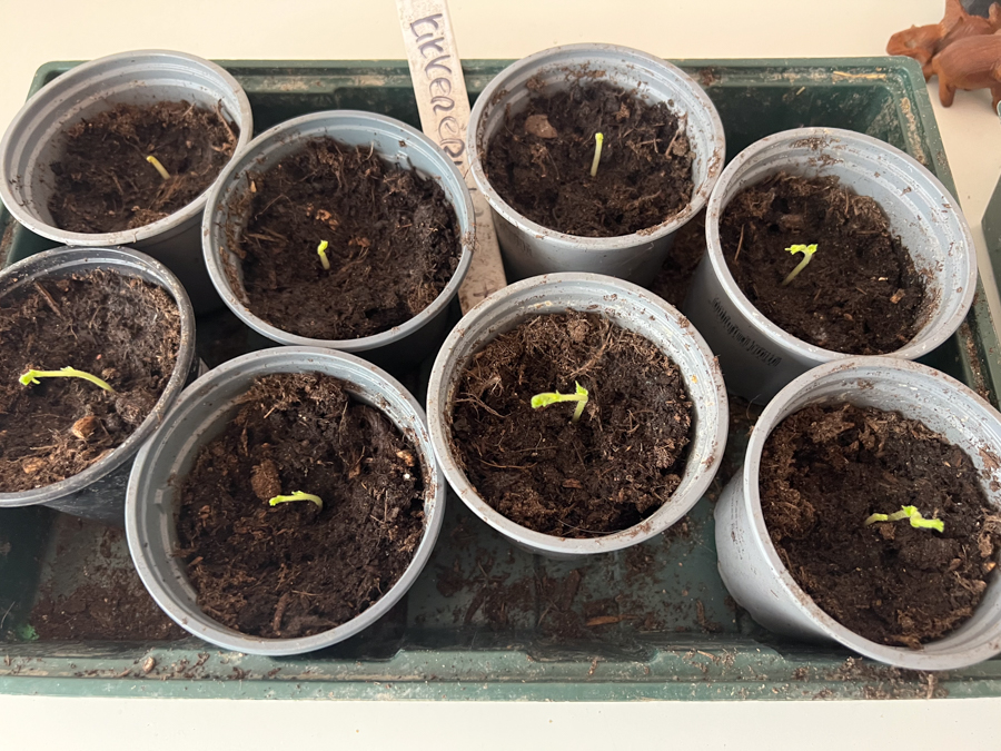 Nieuwe zaden zaaien en zaailingen verspenen