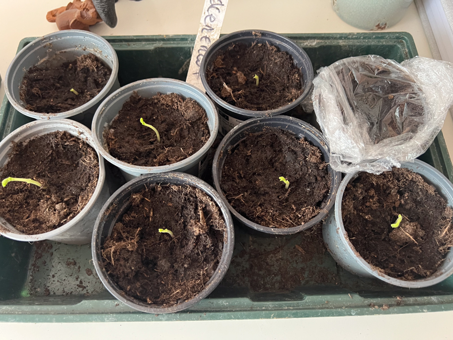 Nieuwe zaden zaaien en zaailingen verspenen