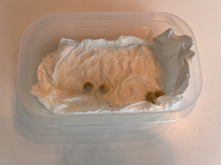 Nieuwe zaden zaaien en zaailingen verspenen