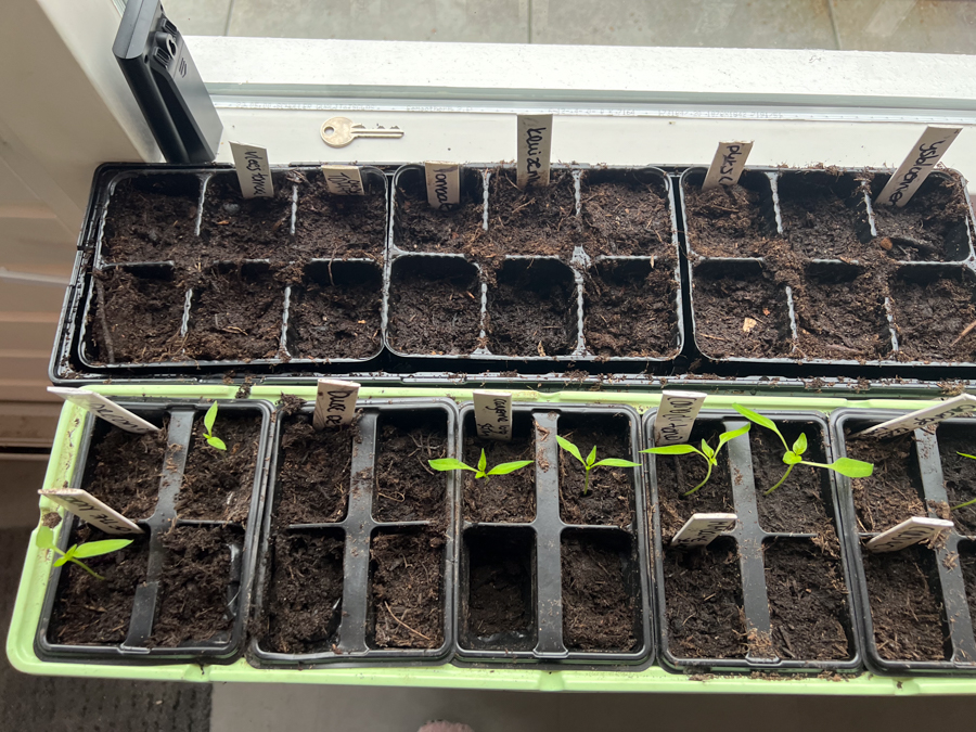 Nieuwe zaden zaaien en zaailingen verspenen