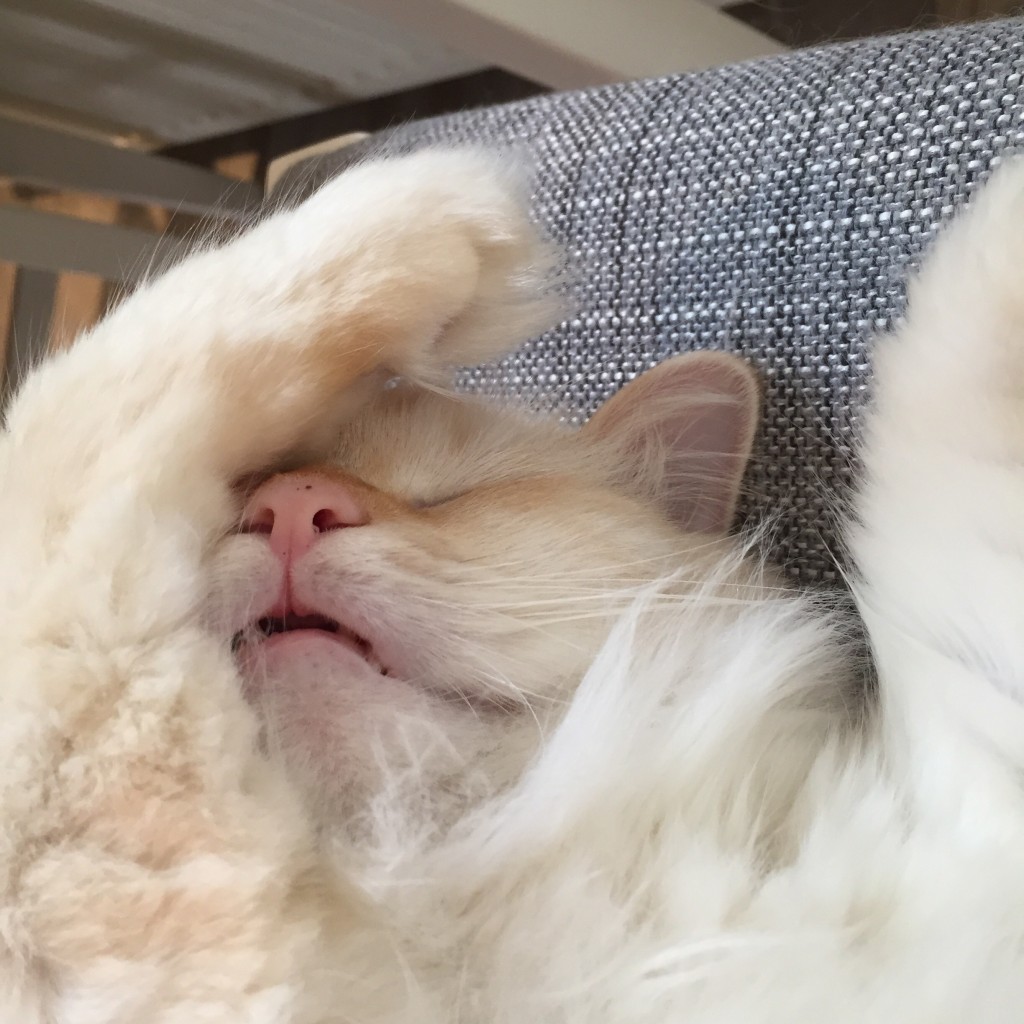 Mijn leven in foto's - Link